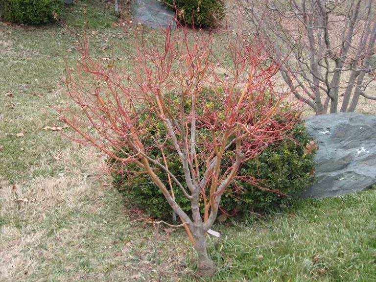 Acer palmatum ‘Beni Kawa’ | Kiefer Nursery: Trees, Shrubs, Perennials