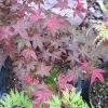 Acer palmatum 'Beni Maiko' - Image 3