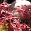 Acer palmatum 'Beni Maiko' - Image 2