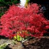 Acer palmatum 'Beni Maiko'