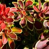 Berberis thunbergii 'Admiration' - Image 2