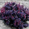 Berberis thunbergii 'Concorde' - Image 2