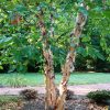 Betula nigra 'DuraHeat'