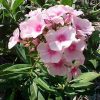 Phlox paniculata 'Bright Eyes'