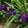 Iris louisiana 'Black Gamecock'