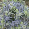 Eryngium planum 'Blue Hobbit' - Image 2