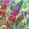 Buddleia x weyeriana 'Bicolor' - Image 2