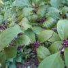 Callicarpa japonica - Image 2