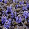 Ajuga reptans 'Binblasca' (Black Scallop) - Image 2