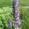 Agastache x 'Black Adder' - Image 3