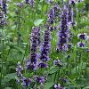 Agastache x 'Black Adder'
