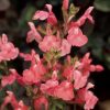 Salvia microphylla 'Heatwave Blast'