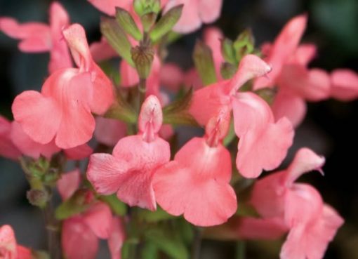 Salvia microphylla ‘Heatwave Blast’ | Kiefer Nursery: Trees, Shrubs ...