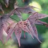 Acer palmatum 'Bloodgood' - Image 2