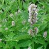 Agastache 'Blue Fortune' - Image 3