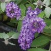 Buddleia 'Flutterby Petite Blue Heaven'