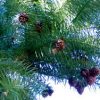 Cunninghamia lanceolata 'Glauca'. - Image 3