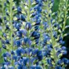 Baptisia 'Midnight' Prairieblues? PP20432 - Image 2