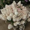 Hydrangea paniculata 'Ilvobo' Bobo