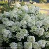 Hydrangea paniculata 'Ilvobo' Bobo - Image 2