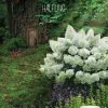 Hydrangea paniculata 'Ilvobo' Bobo - Image 3