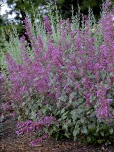 Agastache ‘Bolero’ | Kiefer Nursery: Trees, Shrubs, Perennials