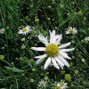 Boltonia asteroides var. latisquama 'Snowbank' - Image 3