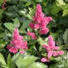 Astilbe japonica 'Bonn' - Image 2