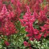 Astilbe japonica 'Bonn'