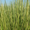 Baumea rubiginosa 'Variegata'
