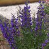 Penstemon schmidel' Delfts Blue Riding Hood' - Image 2