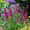 Salvia microphylla 'Heatwave Brilliance'