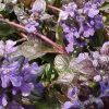 Ajuga reptans 'Bronze Beauty'