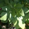 Ficus carica 'Celeste' - Image 3