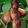 Ficus carica 'Brown Turkey'