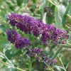 Buddleia davidii 'Black Knight'