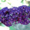 Buddleia davidii 'Black Knight' - Image 2