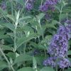 Buddleia  'Lochinch'