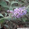 Buddleia  'Lochinch' - Image 2