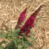 Buddleia 'Miss Molly'