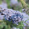 Buddleia 'Buzz Sky Blue' - Image 2