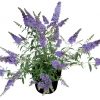 Buddleia 'Buzz Sky Blue' - Image 3