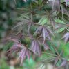 Acer palmatum  'Burgundy Lace' - Image 2