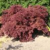 Acer palmatum  'Burgundy Lace' - Image 3