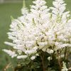 Astilbe YOUNIQUE WHITE? (?Verswhite? PP19845)