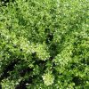 Calamintha nepeta subsp. glandulosa 'White Cloud' - Image 2