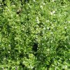 Calamintha nepeta subsp. glandulosa 'White Cloud'
