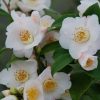Camellia hybrid 'Cinnamon Scentsation'