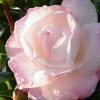 Camellia sasanqua 'Green 99-012'  PP#20453