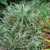 Carex morrowii 'Silver Sceptre' - Image 3